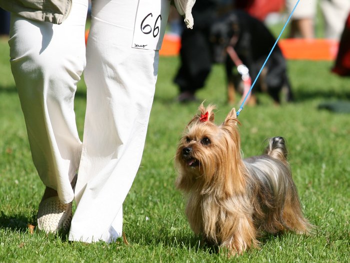 Jenynka na voříškiádě 15.8.09 v Lounech